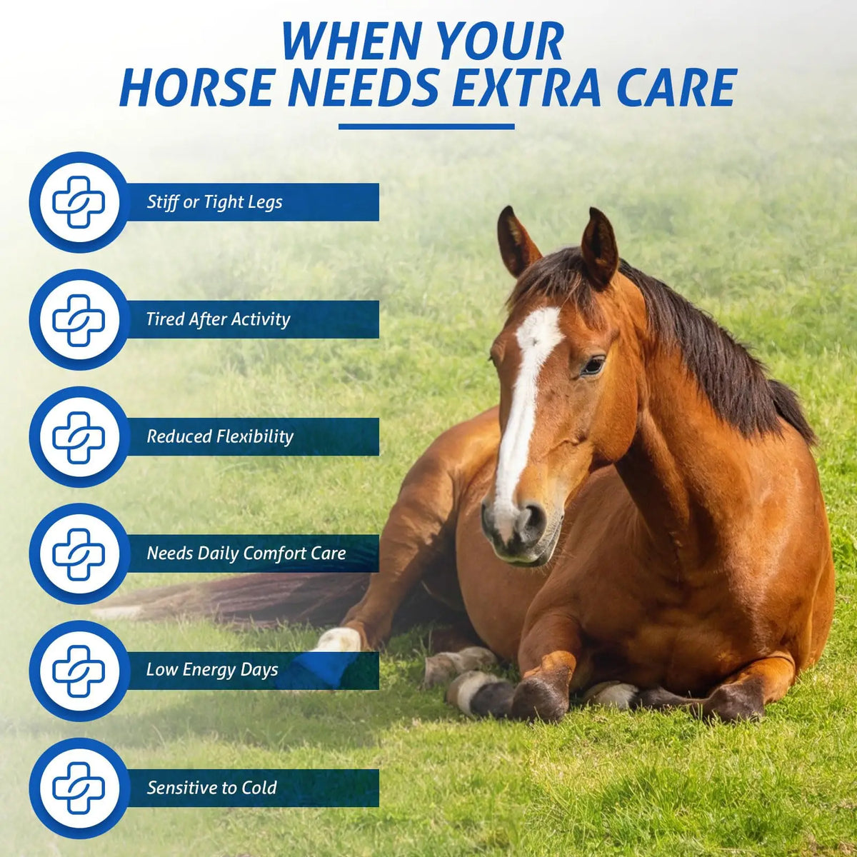 Cordless Red Light Therapy Horse Leg Wrap – 105 LEDs & Timer Equine Therapy Wrap Qst
