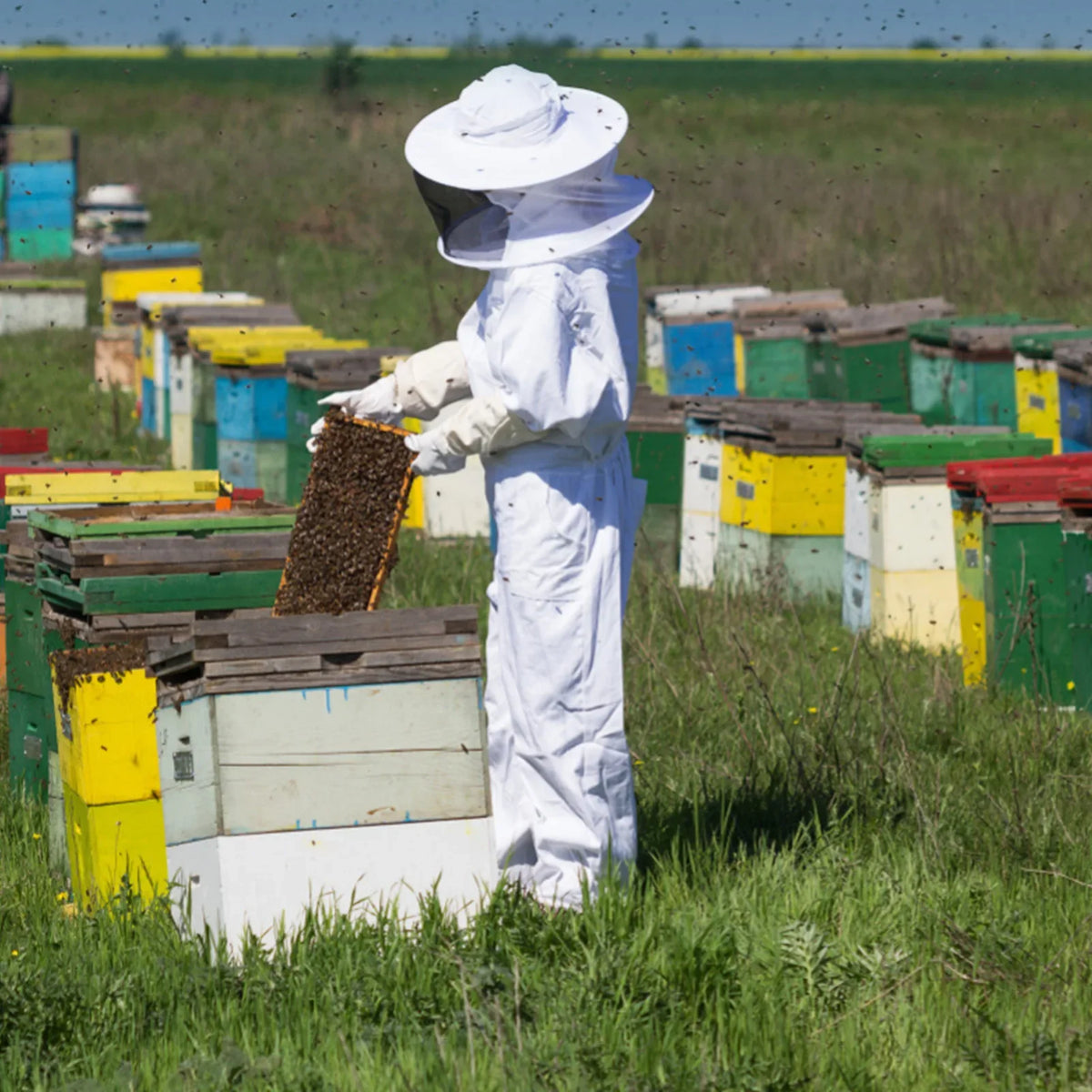 Professional White Split Beekeeping Suit with Gloves & Veil Beekeeping Suit Qme