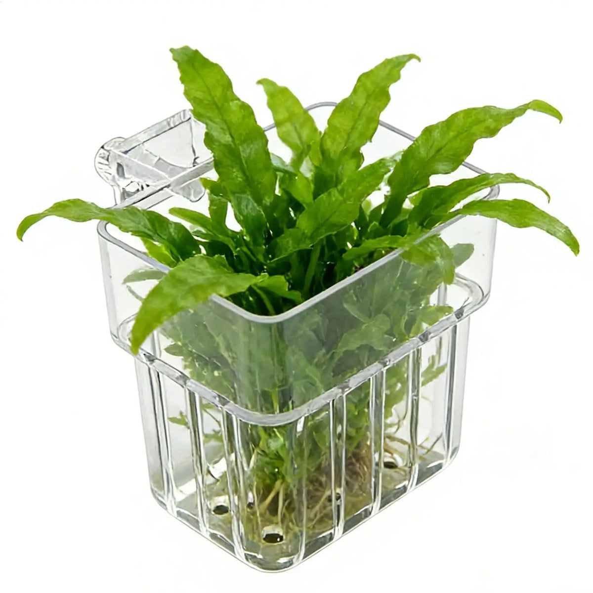 Transparent Hangable Aquarium Plant Holder Pot | Fish Tank Aquarium Plant Holder Qst
