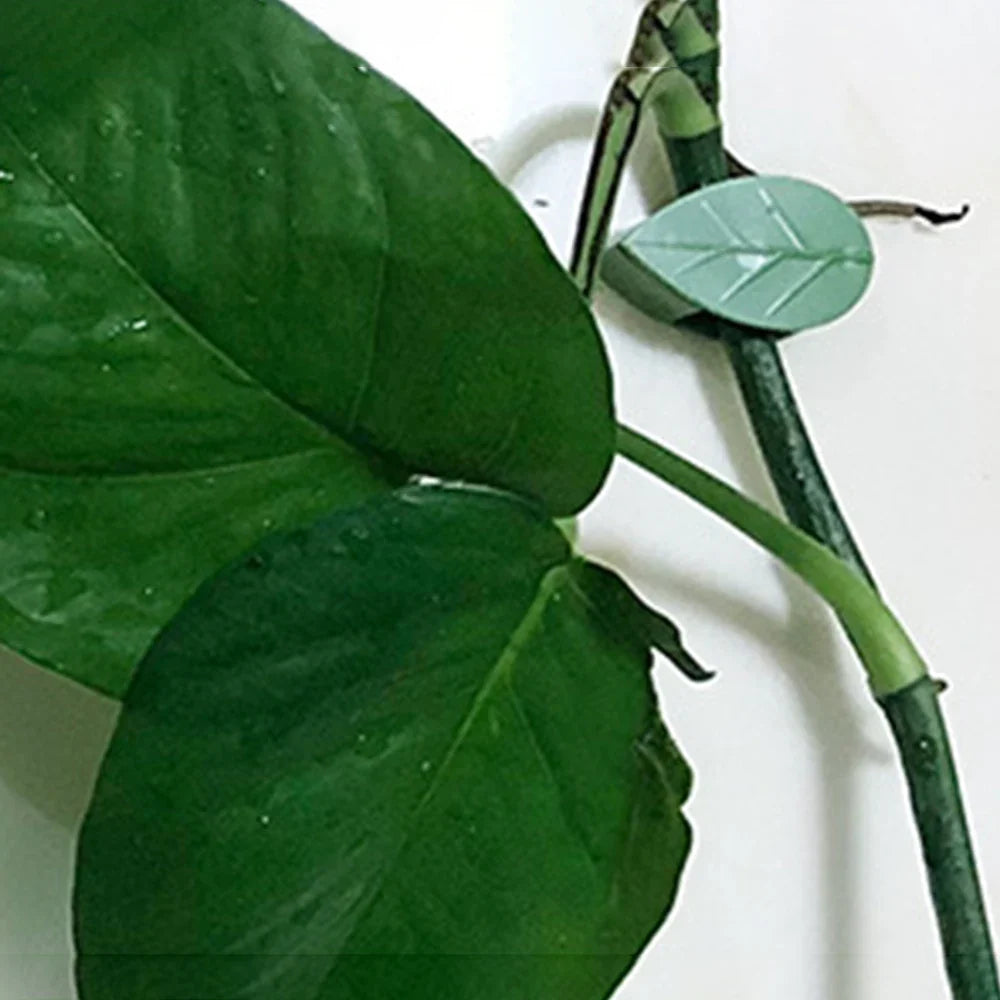 Plant Climbing Wall Clips – Invisible Leaf Fixers (10–20 Pack) Plant Wall Clips Qme