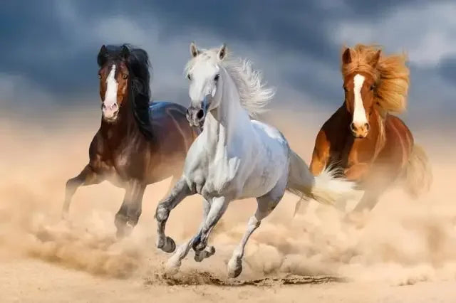 Wild Horse Running Canvas Wall Art – Modern Home Decor Print Canvas Wall Art Qst P8 50x70cm Unframed
