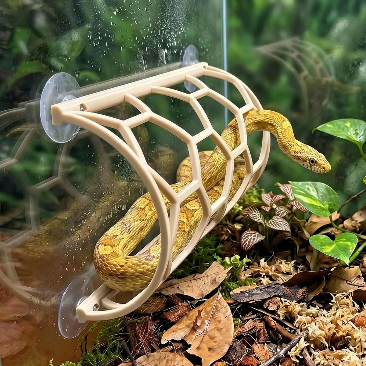Reptile Suction Cup Terrarium Shelf | Climbing Enrichment Terrarium Climbing Shelf Qme