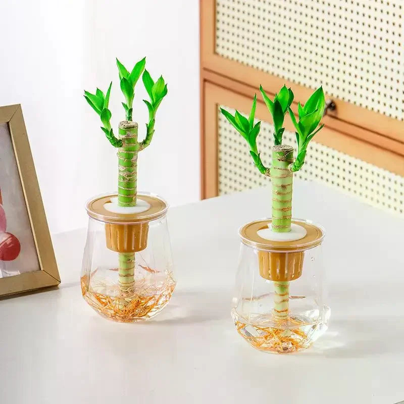 Mini Self-Watering Planter & Fish Tank – Transparent Pot Self-Watering Planter Qme