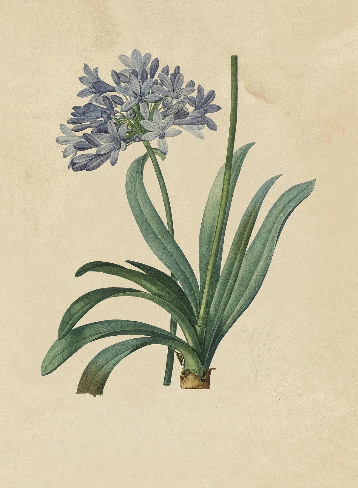 Retro Botanical Canvas Print – Antique Plant & Flower Wall Art Canvas Wall Art Qst 4 30x40cm Unframed
