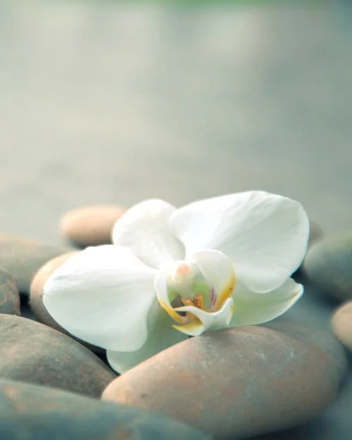 Green Bamboo Zen Stone Canvas Wall Art – Unframed Print Canvas Wall Art Qst 15 40x60cm Unframed