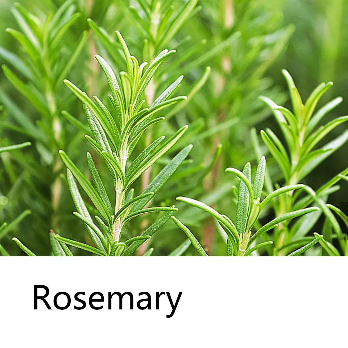 Rosemary Essential Oil Shampoo – Moisturizing Plant Extract Moisturizing Shampoo Qme