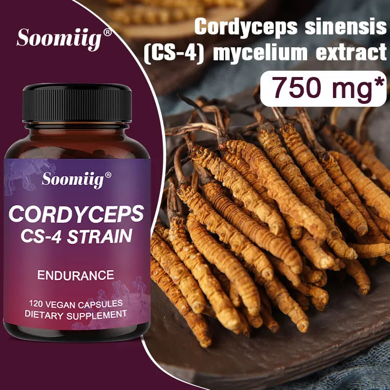 Cordyceps Mushroom Extract Capsules – Energy & Focus Support Mushroom Supplement Qst