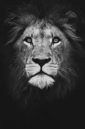 Wild African Lion Dark Canvas Wall Art – Unframed HD Print Canvas Wall Art Qst PF731 40x50cm Unframed