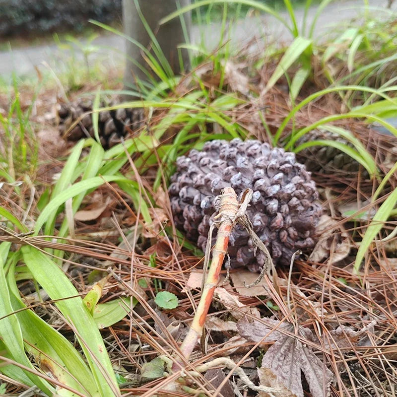 Hidden Pine Cone Key Safe Box – Outdoor Garden Key Storage Outdoor Key Safe Qme