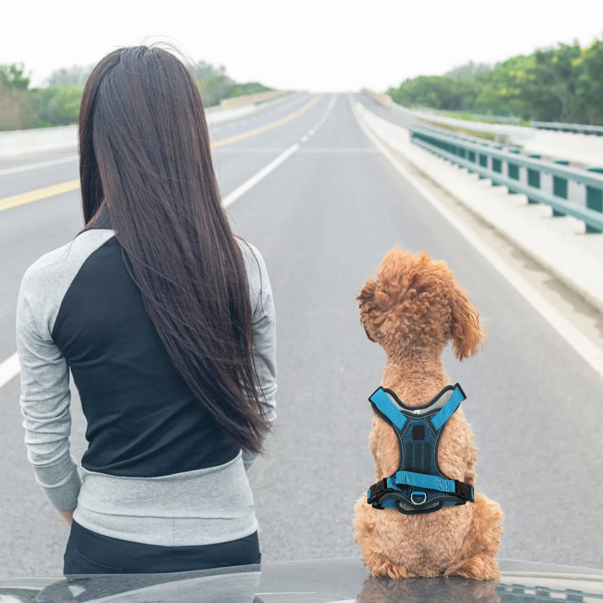 Adjustable Vest Harness for Small Dogs & Puppies | Oxford Dog Vest Harness Qme
