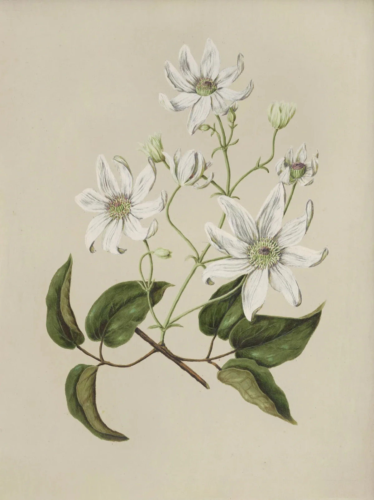 Vintage Botanical Floral Canvas Wall Art Print | Home Decor Canvas Wall Art Qst 4 50x70cm Unframed