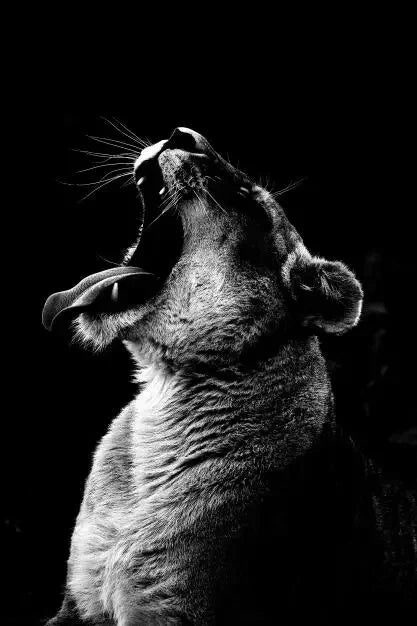 Wild African Lion Dark Canvas Wall Art – Unframed HD Print Canvas Wall Art Qst PF3039 50x70cm Unframed
