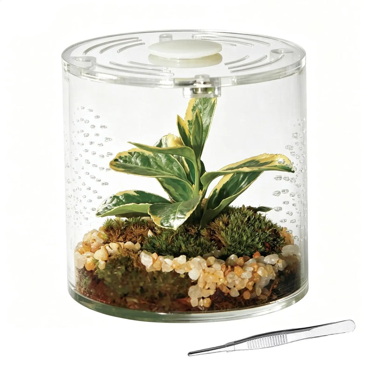 Clear Acrylic Tarantula Enclosure – Escape-Proof Ventilated Terrarium Invertebrate Terrarium Qme