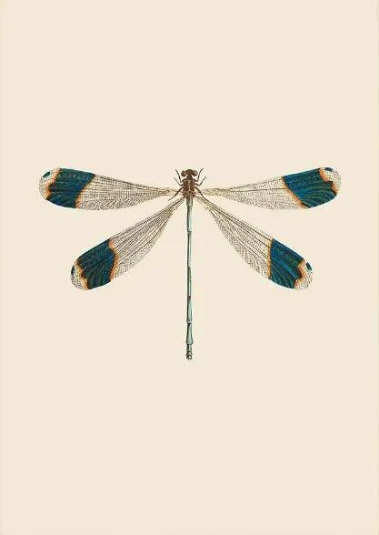 Vintage Dragonfly Canvas Wall Art – Insect Nature Print Canvas Wall Art Qst P2 20x30cm Unframed