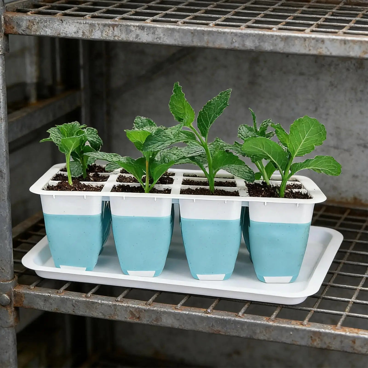 60-Cell Silicone Seedling Starter Tray for Indoor Growing Seedling Starter Tray Qme
