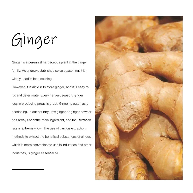Natural Ginger Massage Oil – Drainage, Relaxation & Skin Care Massage Essential Oil Qst