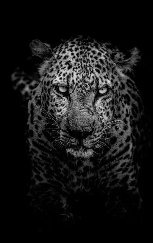 Wild African Lion Dark Canvas Wall Art – Unframed HD Print Canvas Wall Art Qst PF3275 40x60cm Unframed