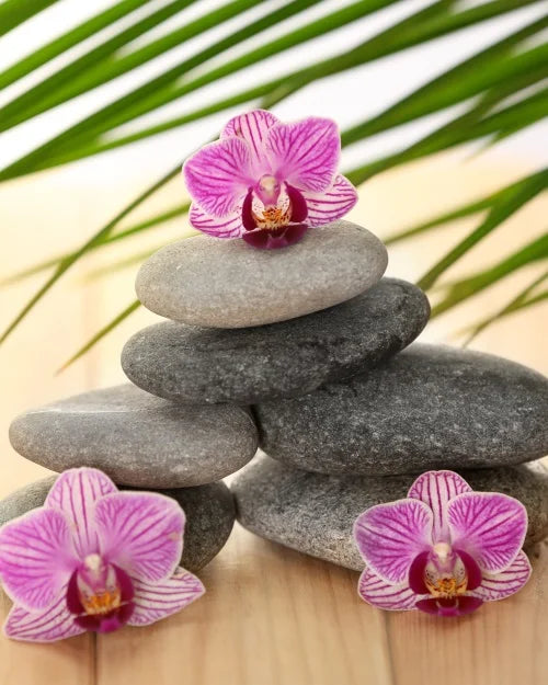 Green Bamboo Zen Stone Canvas Wall Art – Unframed Print Canvas Wall Art Qst 16 50x70cm Unframed