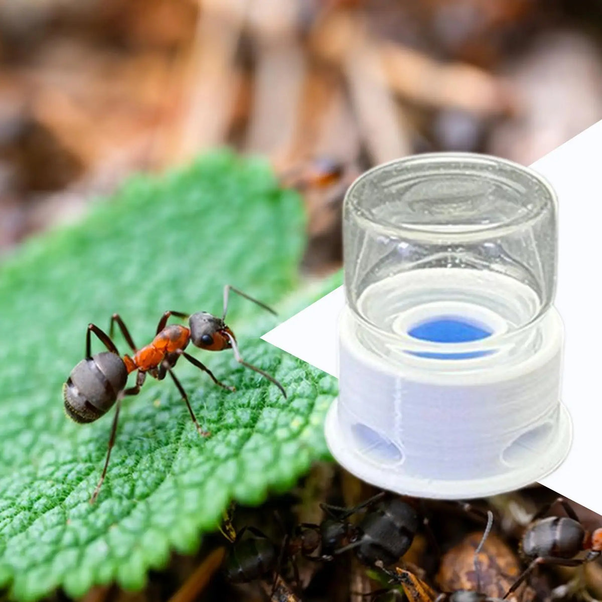 Ant & Bee Liquid Feeder – Transparent Leakproof 12ml Water Station Insect Habitat Feeder Qme