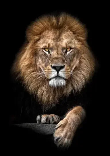 Wild African Lion Dark Canvas Wall Art – Unframed HD Print Canvas Wall Art Qst PF8359 20x30cm Unframed