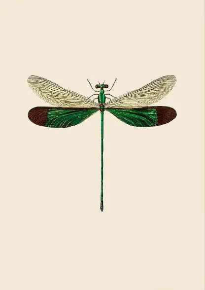 Vintage Dragonfly Canvas Wall Art – Natural History Insect Print Canvas Wall Print Qst P3 20x30cm Unframed
