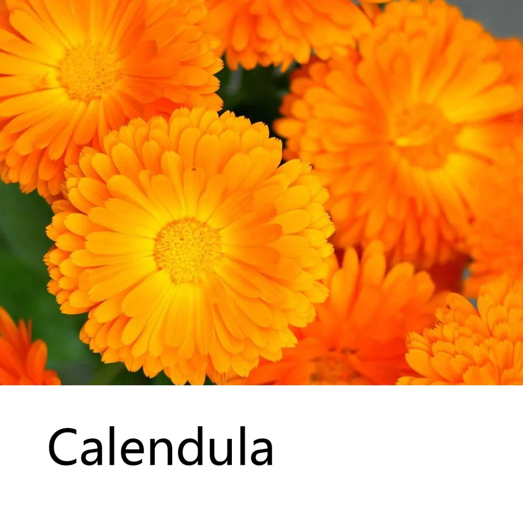 Calendula Herbal Shampoo Bar with Essential Oils | Natural Hair Soap Herbal Shampoo Bar Qme