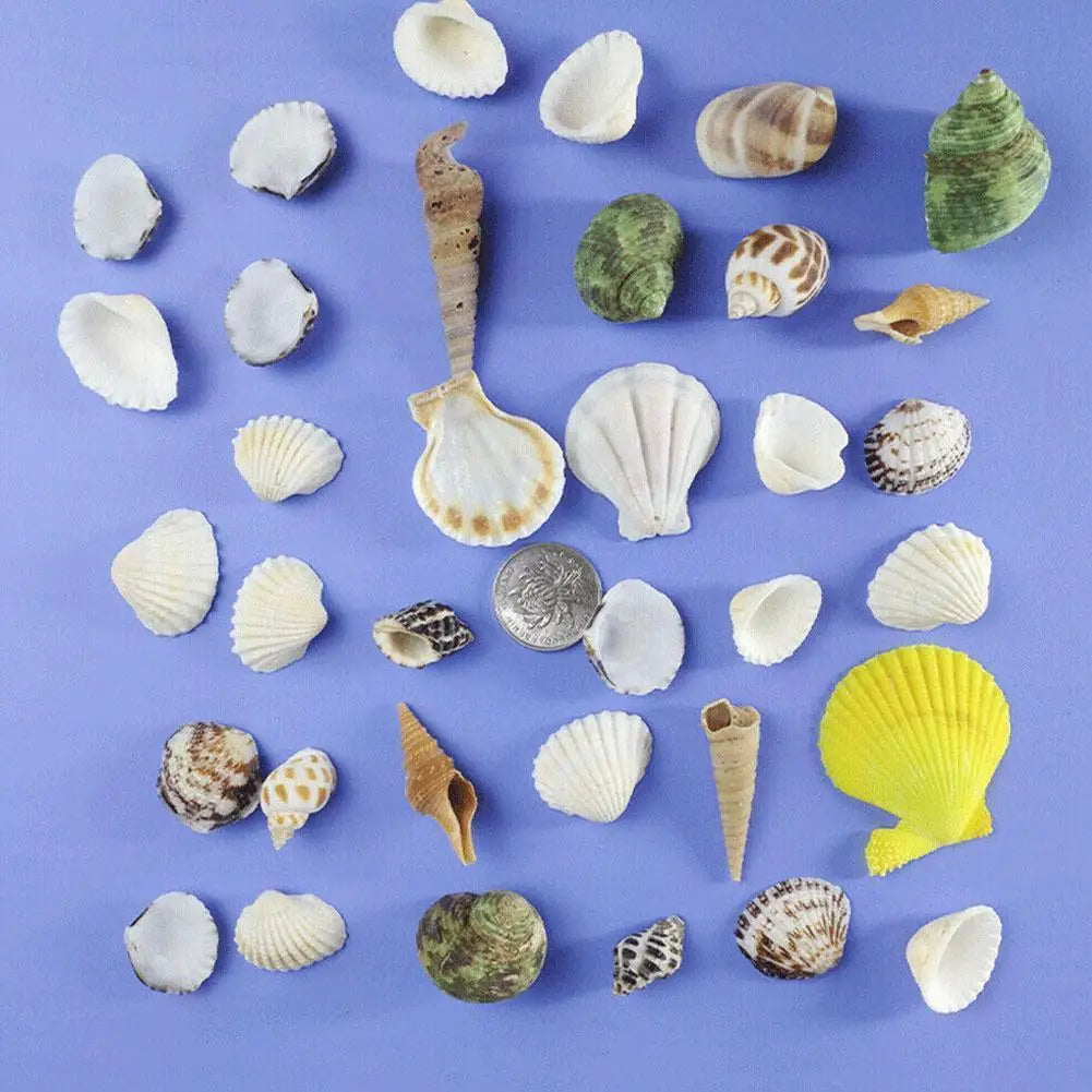 Mixed Sea Beach Shells – Aquarium Decor, Crafts & Photo Props Decorative Seashells Qme
