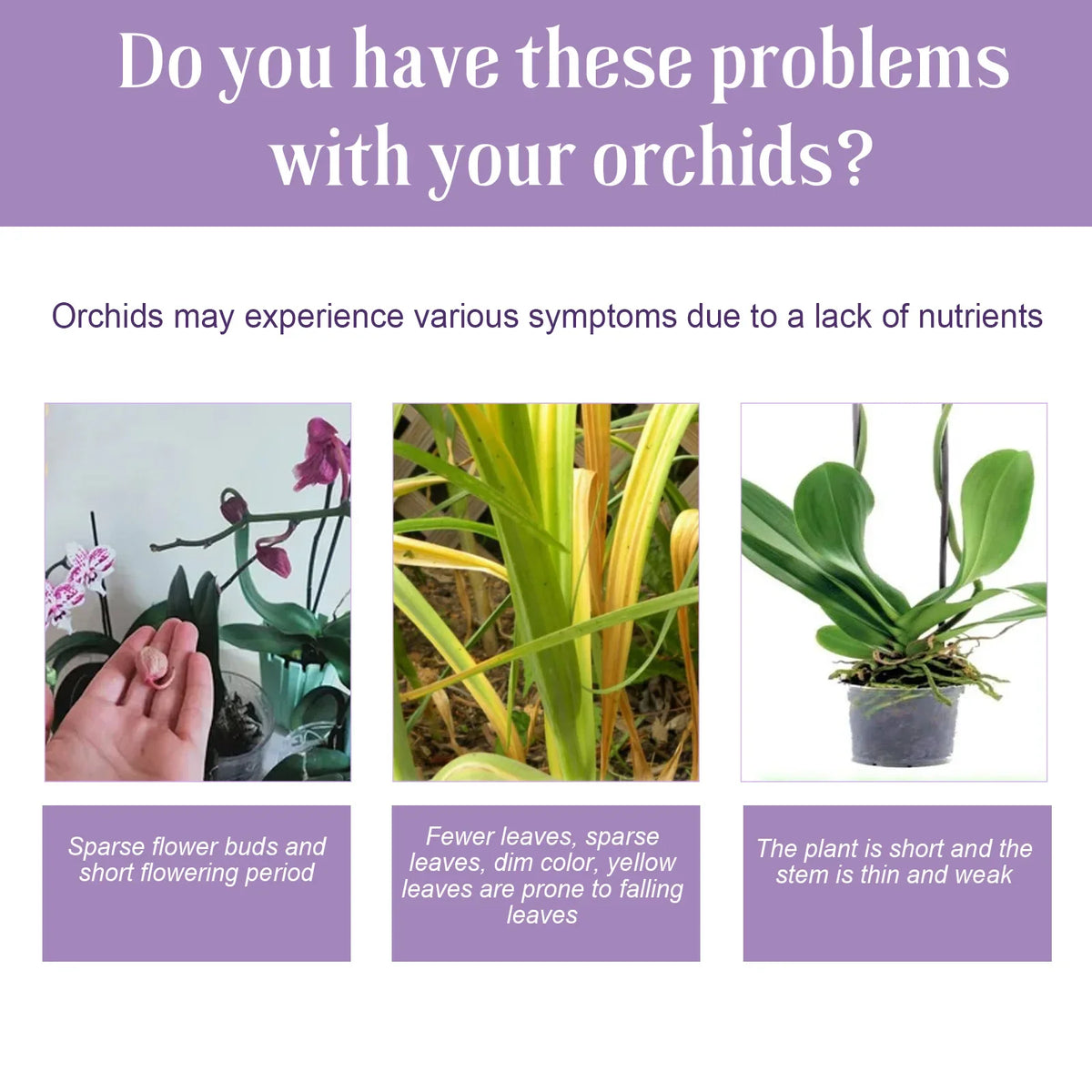 Orchid Liquid Fertilizer 50ml – Fast-Absorbing Plant Nutrient Liquid Plant Fertilizer Qst