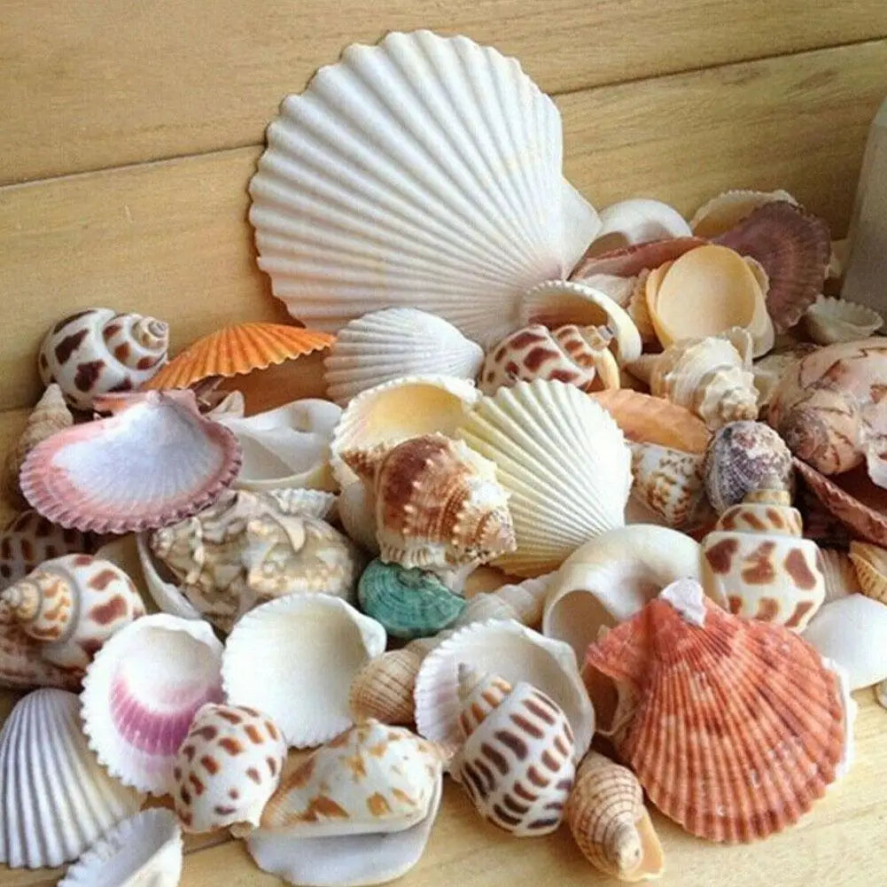 Mixed Sea Beach Shells – Aquarium Decor, Crafts & Photo Props Decorative Seashells Qme