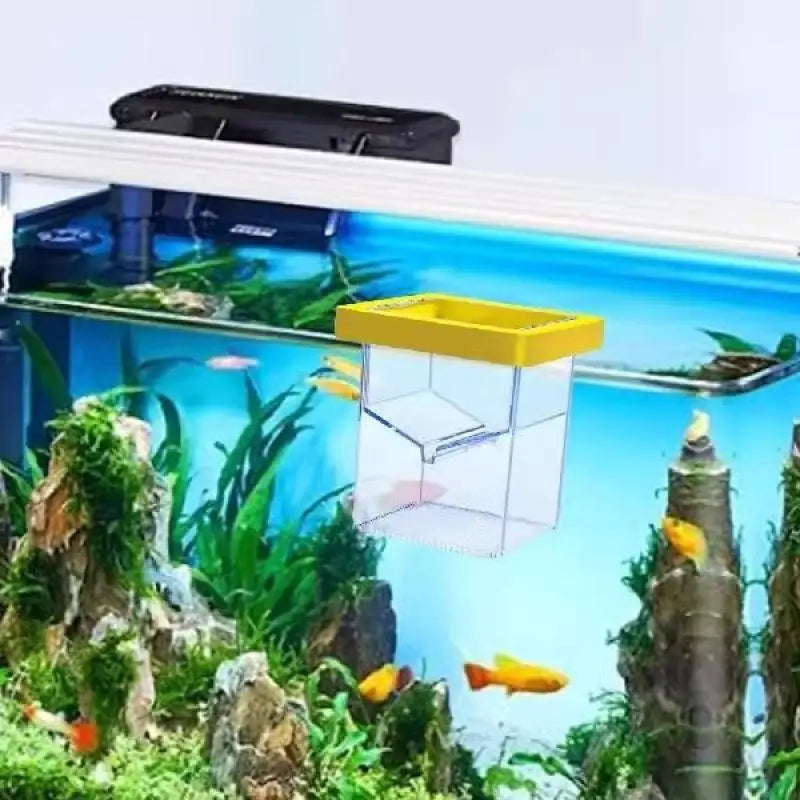 Transparent Floating Fish Breeding Isolation Box – Aquarium Fish Breeding Box Qst