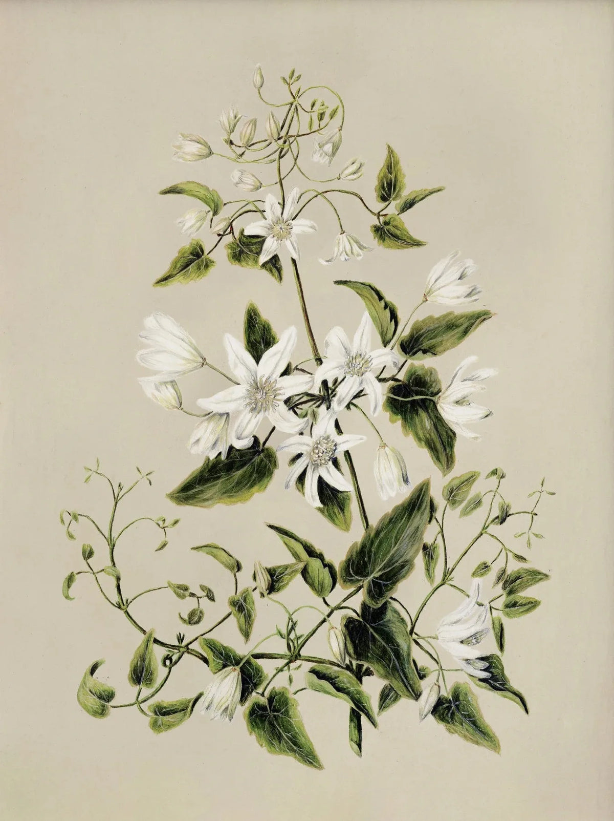 Vintage Botanical Floral Canvas Wall Art Print | Home Decor Canvas Wall Art Qst 2 50x70cm Unframed