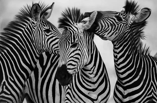 Modern Black & White Horse Canvas Wall Art – Unframed Print Canvas Wall Art Qst P2 20x30cm Unframed