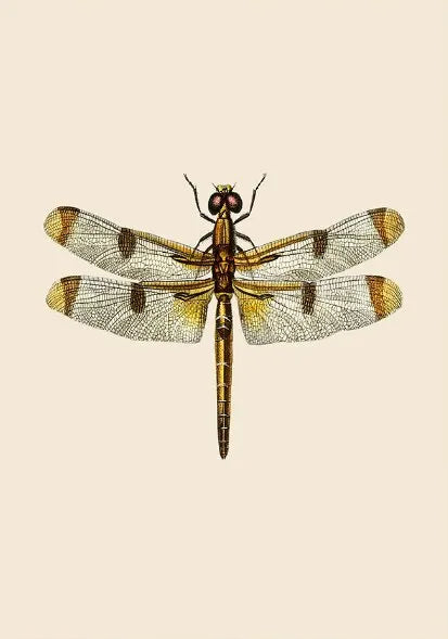 Vintage Dragonfly Canvas Wall Art – Natural History Insect Print Canvas Wall Print Qst P1 40x60cm Unframed