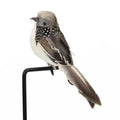 Simulation Feather Bird Garden Decor – Realistic Fake Bird Ornament Garden Bird Ornament Qme GRAY