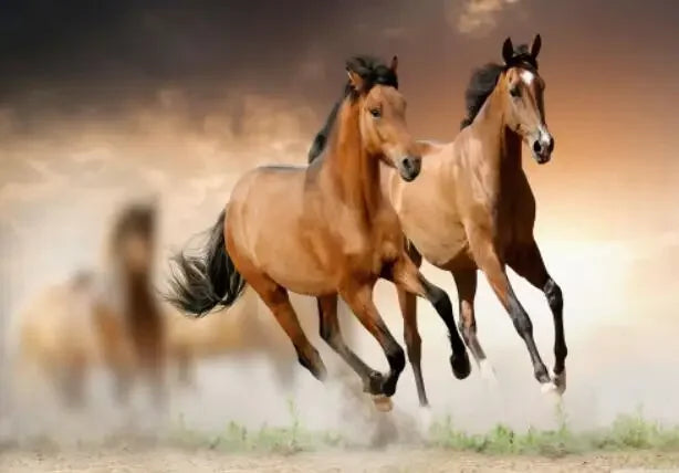 Wild Horse Canvas Wall Art – Modern Animal Poster Print Canvas Wall Art Qst P6 30x40cm Unframed