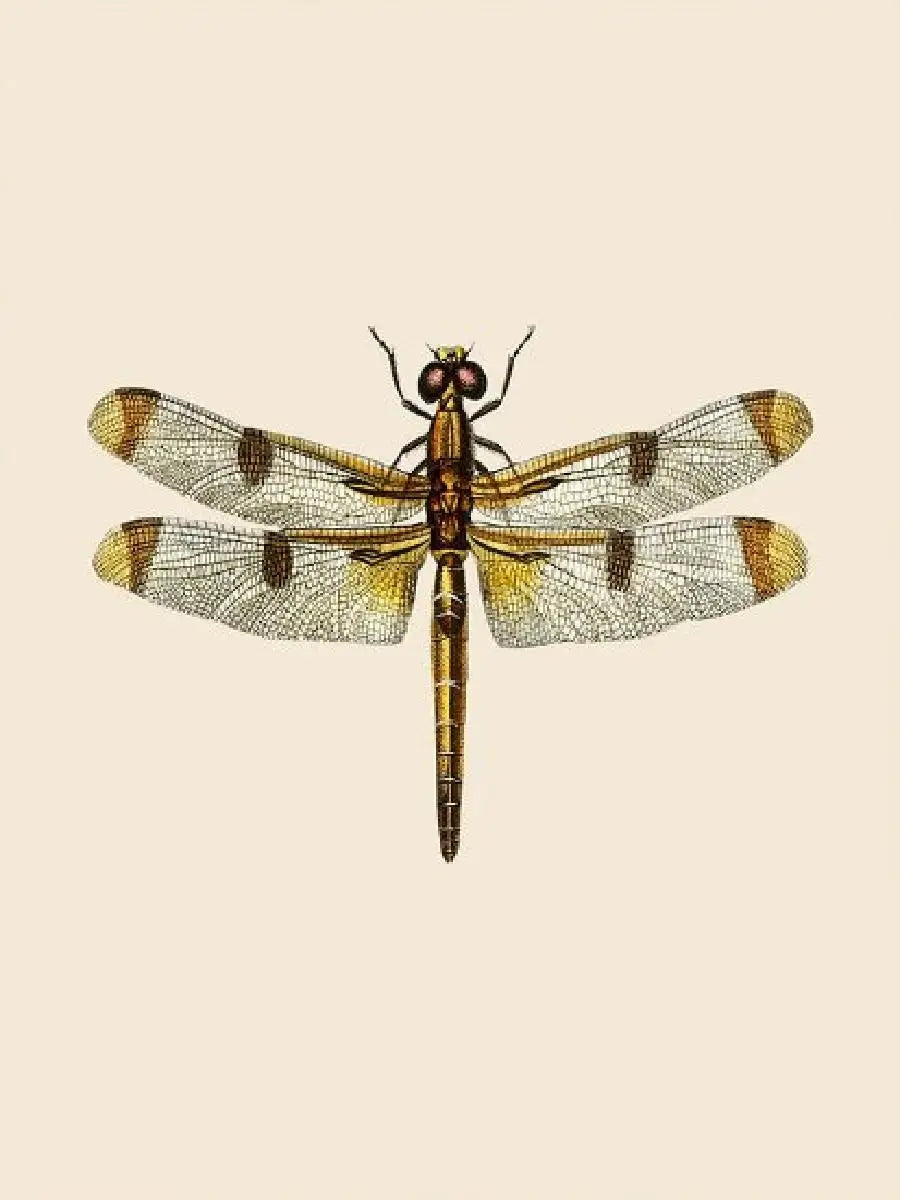 Vintage Dragonfly Canvas Wall Art – Insect Nature Print Canvas Wall Art Qst
