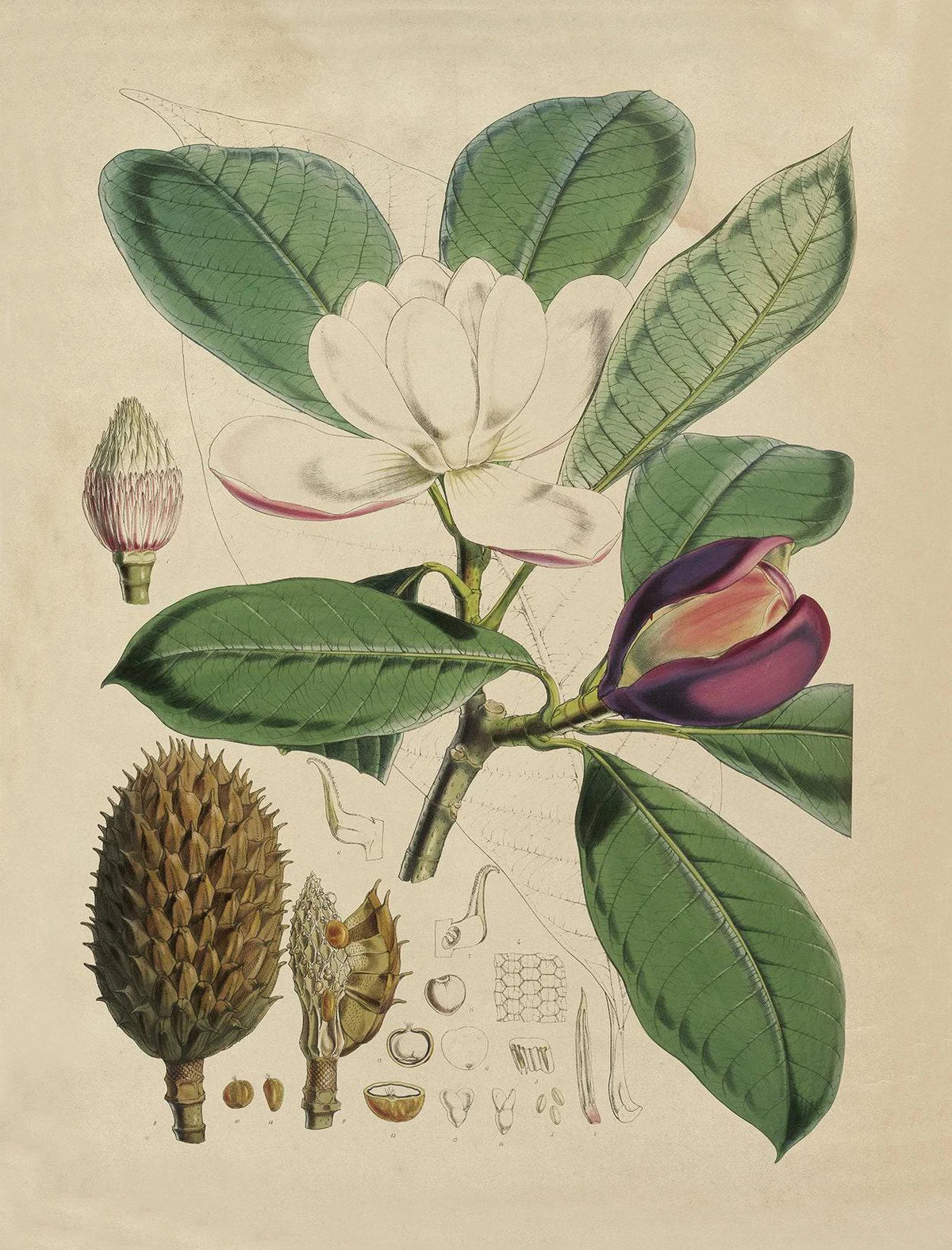 Retro Botanical Canvas Print – Antique Plant & Flower Wall Art Canvas Wall Art Qst 5 50x70cm Unframed