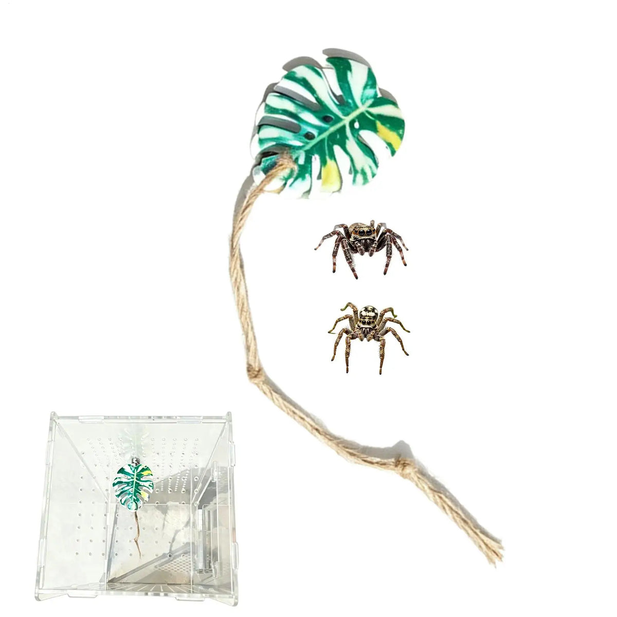 Jumping Spider Enclosure Accessories – Realistic Climbing Decor Spider Habitat Accessory Qme