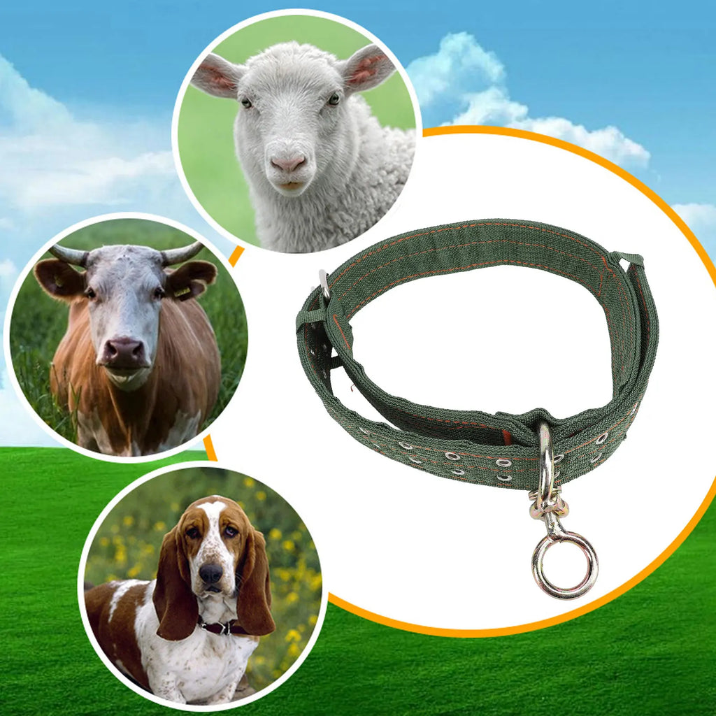Heavy Duty Nylon Cattle Collar with Metal Buckle – 2 Sizes Livestock Collar Qme