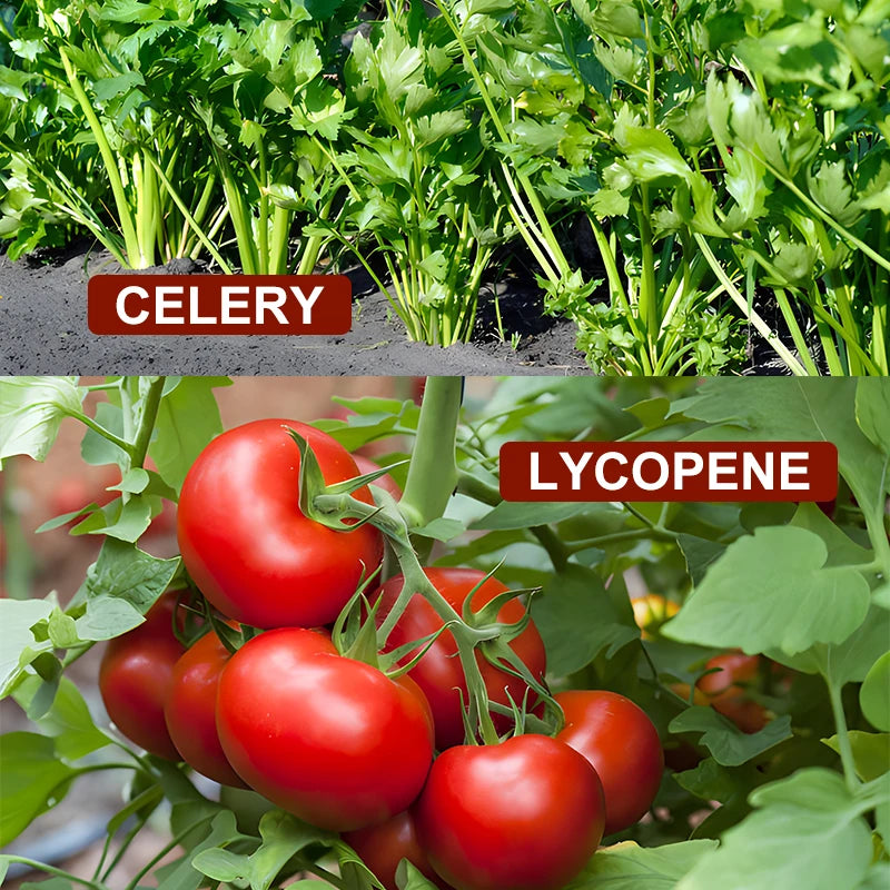 Celery Lycopene Capsules – Antioxidant & Prostate Support Non-GMO Herbal Supplement Qst