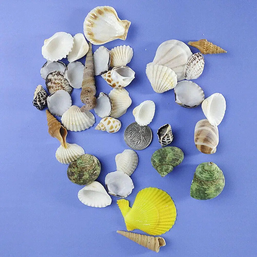 Mixed Sea Beach Shells – Aquarium Decor, Crafts & Photo Props Decorative Seashells Qme