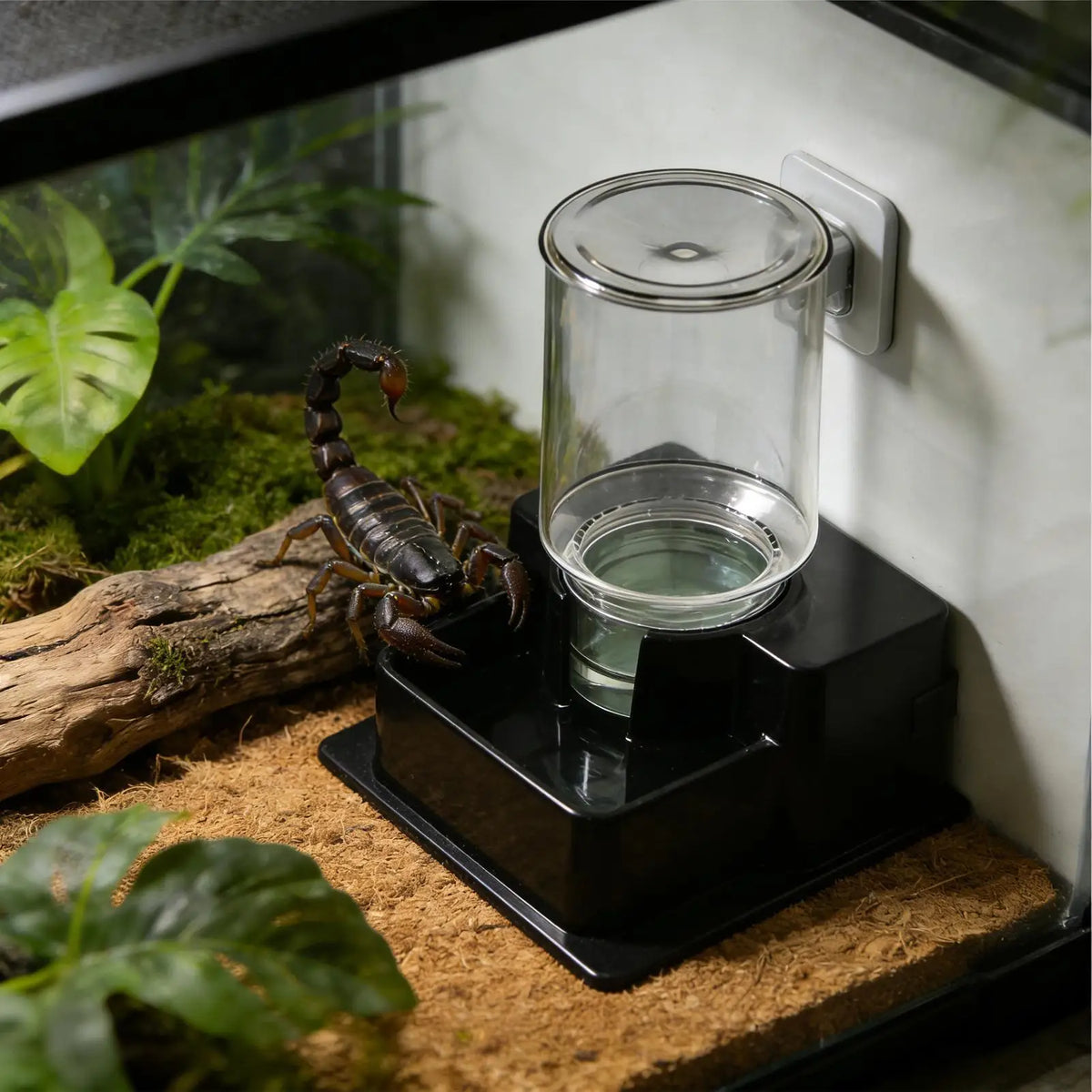 Reptile Water Fountain Dispenser – Bearded Dragon, Gecko & Tortoise Reptile Water Dispenser Qst