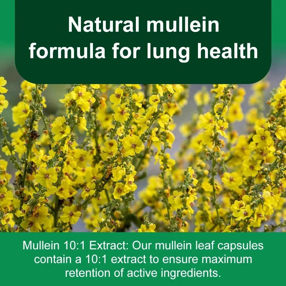 Mullein Leaf Extract Capsules – Lung & Respiratory Support Herbal Supplement Qst