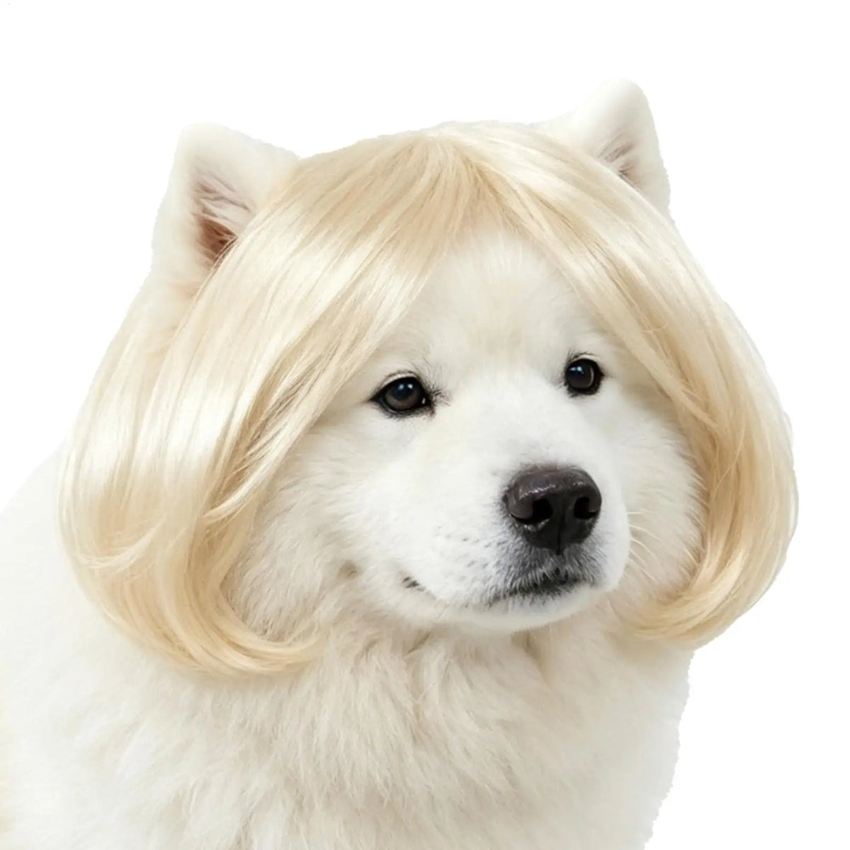 Funny Cat & Dog Wig Bangs Adjustable Pet Halloween Costume Pet Costume Wig Qme