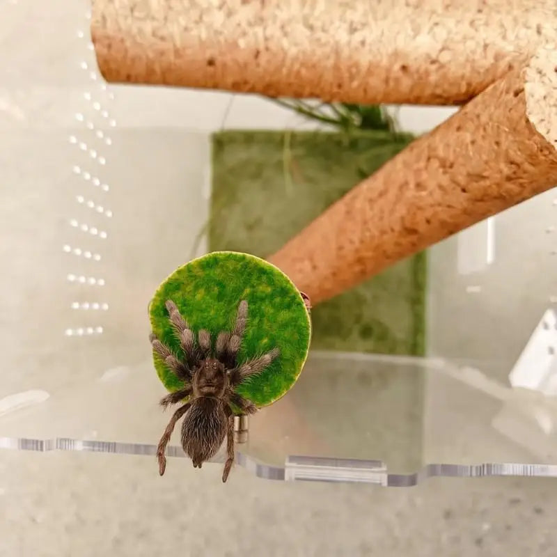 Handmade Mini Jumping Spider Hide Cave – Wood & Walnut Enclosure Spider Enclosure Hide Qme