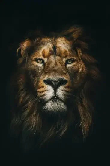 Wild African Lion Dark Canvas Wall Art – Unframed HD Print Canvas Wall Art Qst PF2480 20x30cm Unframed