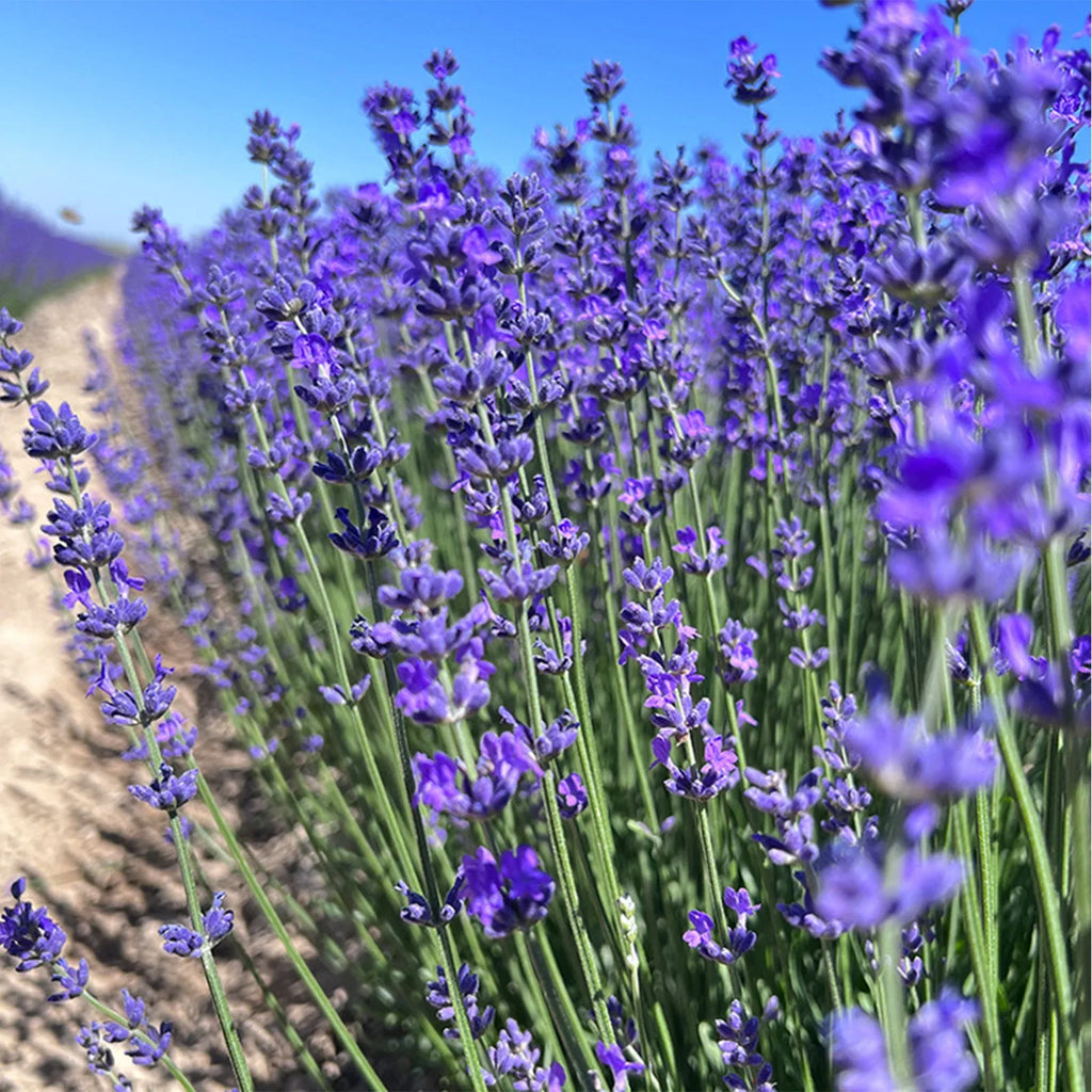 Natural Dried Lavender Sachets – Home, Closet & Car Freshener Lavender Sachet Qme