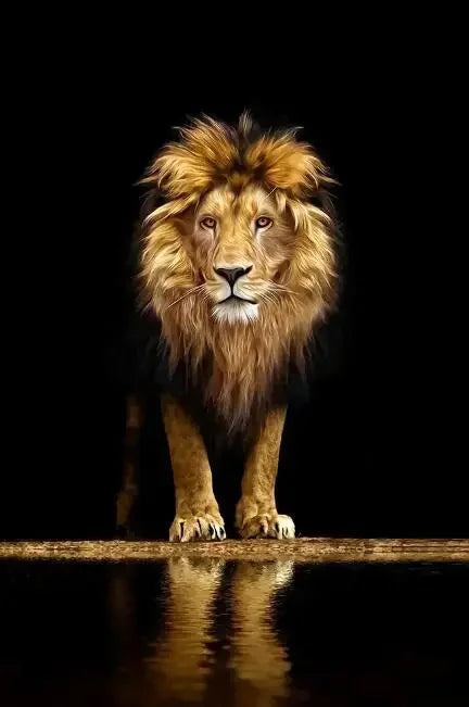 Wild African Lion Dark Canvas Wall Art – Unframed HD Print Canvas Wall Art Qst PF423 30x40cm Unframed