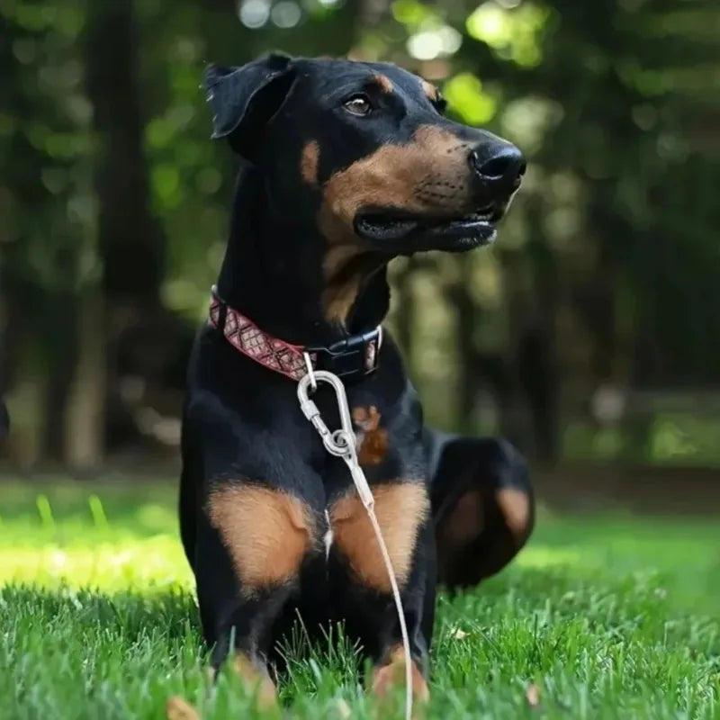 Double-Headed Dog Tie Out Cable Leash | Stainless Steel Dog Tie Out Cable Qme