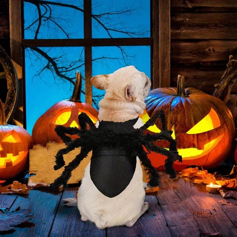 Halloween Spider Costume for Small Dogs & Cats – Black Pet Halloween Costume Qme